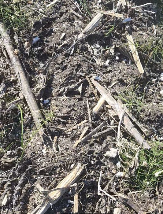 Vând rips floarea soarelui cu tocator