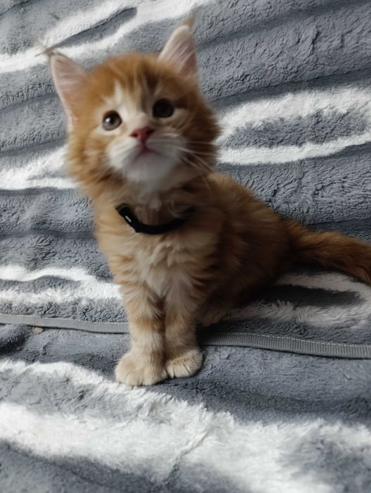 Продается кошечка Полидакты