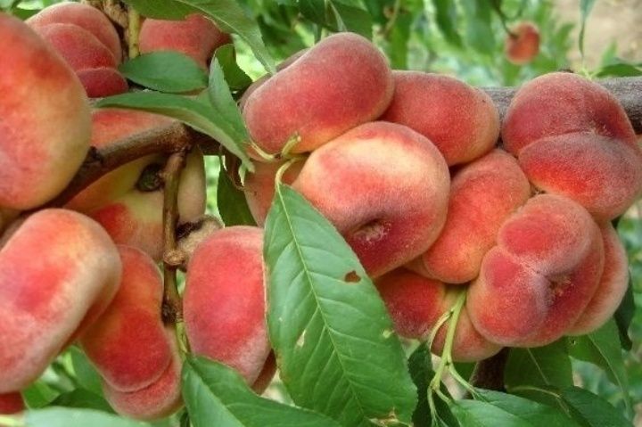 Piersic Plat Sugar Baby