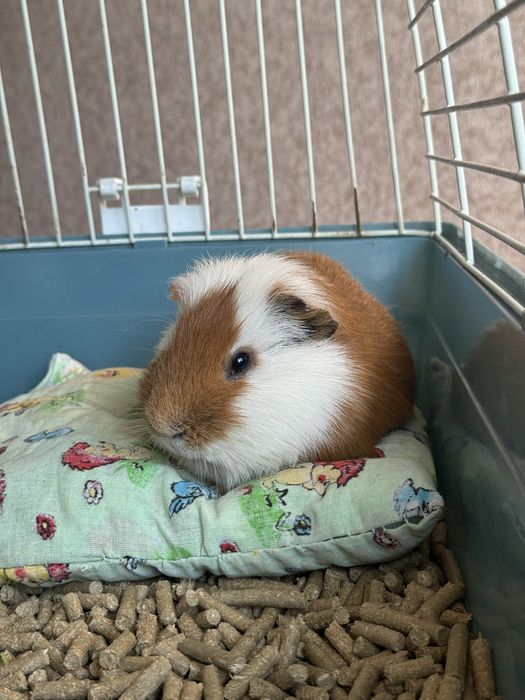 Морская свинка в добрые руки