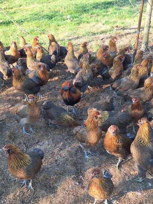 Araucana , femele 2025 !!!