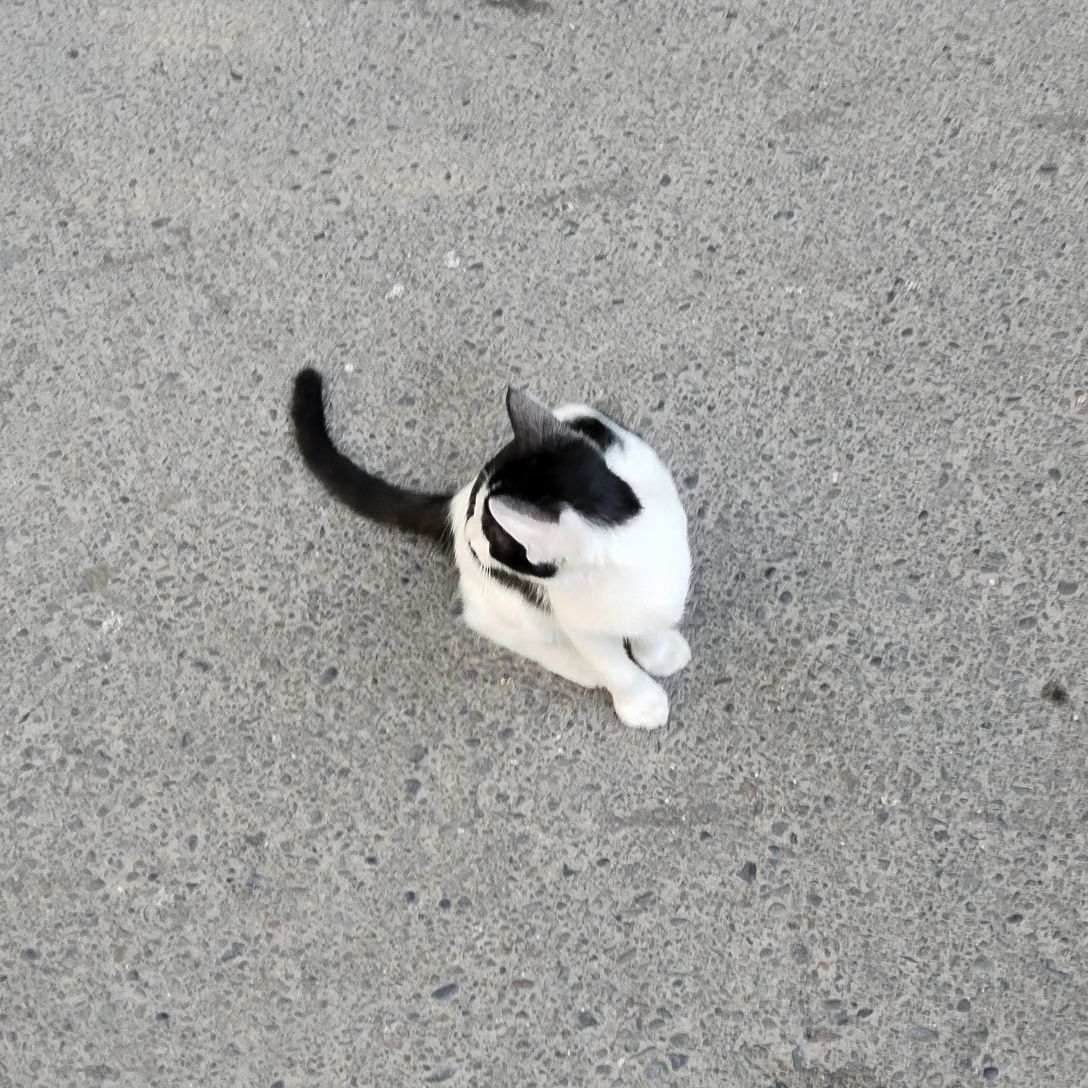 Котенок в добрые руки