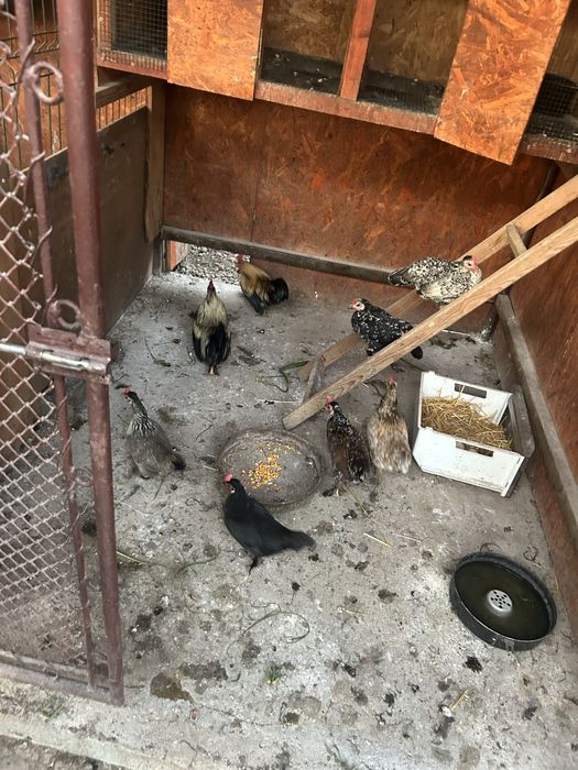 Vand gaini,cocosi/pui (pitici)