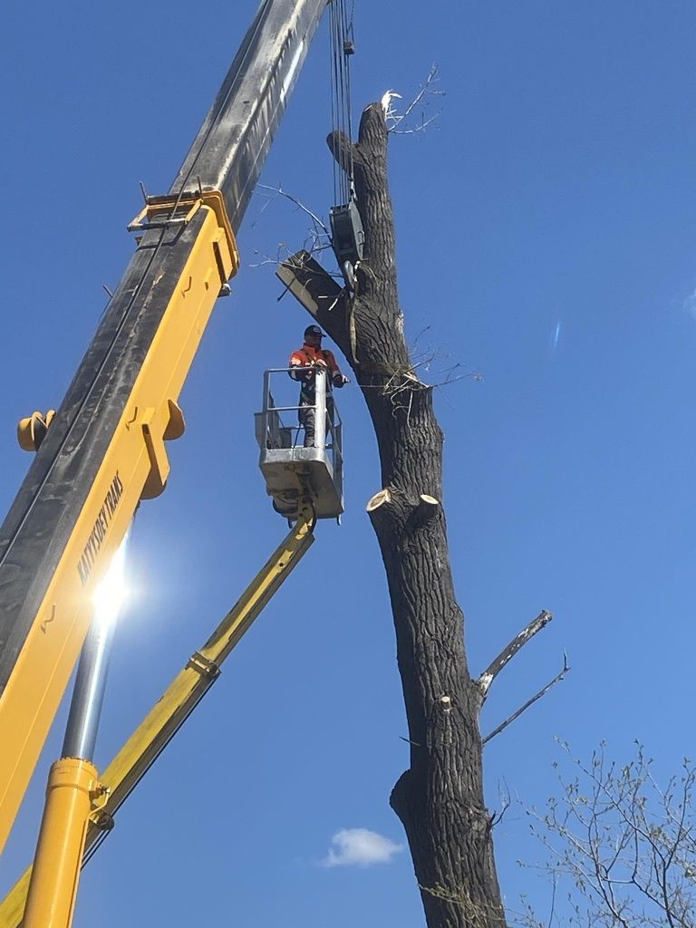 Defrișări/Tăiere Arbori/Lucrari cu Motosapa