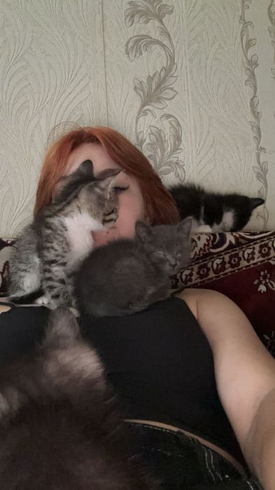 котенок бесплатно