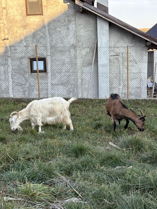 Vand 2 capre si un țap alpin francez