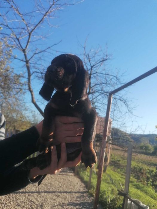 Căței de vânătoare