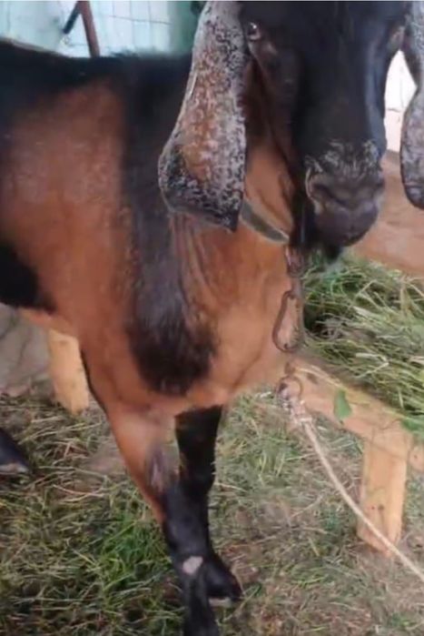 De vânzare țap anglonubian și 2 capre preț negociabil .