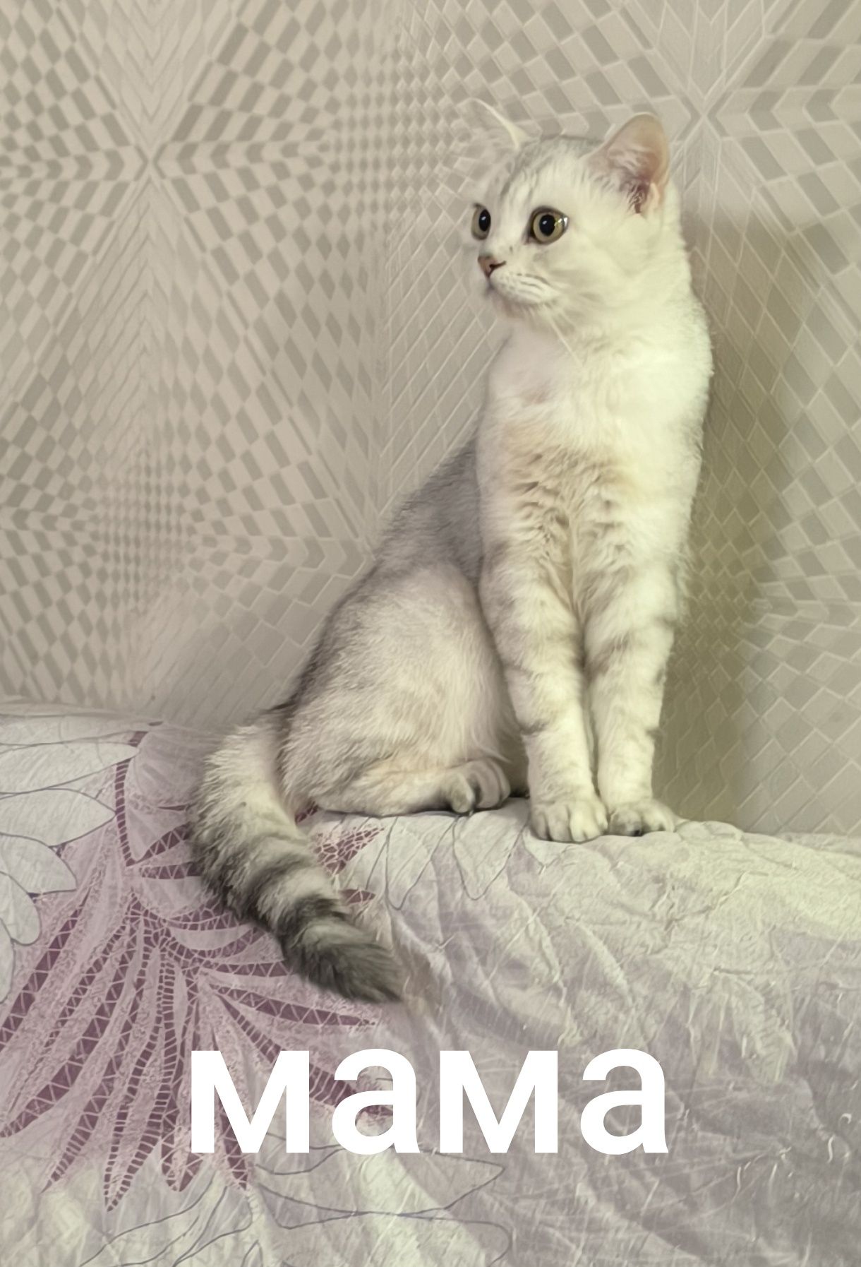 Шотландский скоттиш страйт