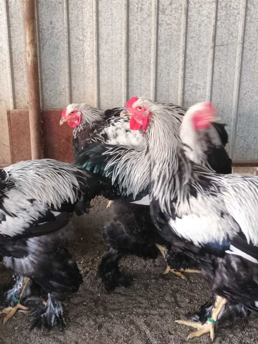 Brahma si cochinchina cocosi