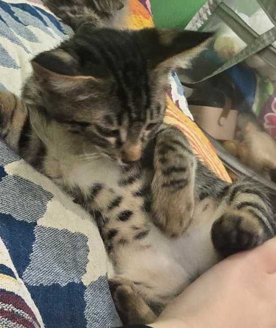 котенок мальчик в добрые руки