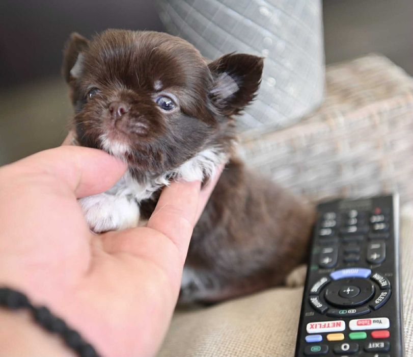 Женско дългокосместо мини чихуахуа шоколадово