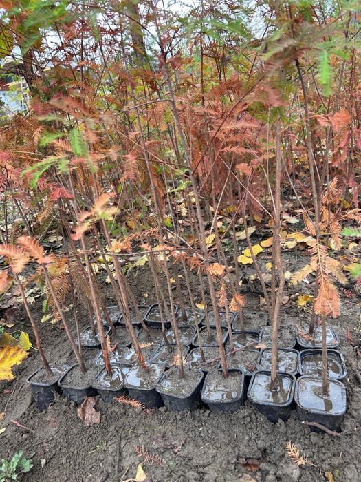 Chiparos de balta-Taxodium distichum si alte specii ornamentale
