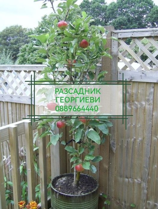 Мини (колонни) овощни дръвчета