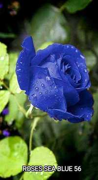 Синя роза в саксия