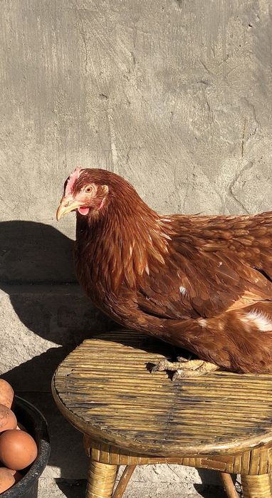 Млади Кокошки Носачки