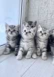 Элитные шотландские котята