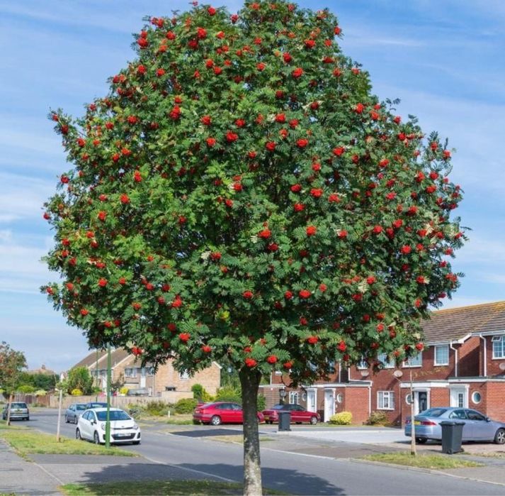 Plante ornamentale orice specie si dimensiune