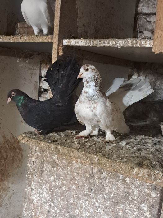 Vând porumbei roller de cluj