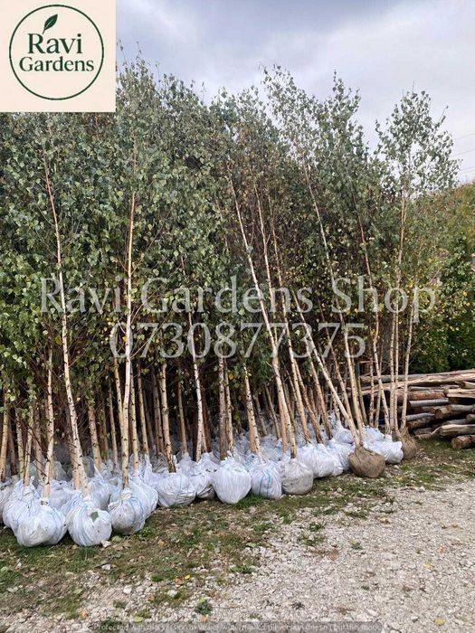 Copaci Foioși La Balot | Carpen, Mesteacăn | Plata la Livrare