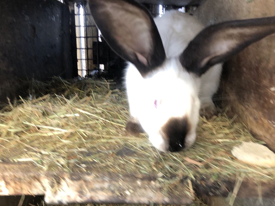 Iepuri Californieni 12 luni