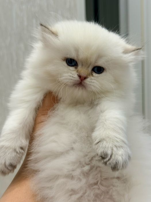 На продаже колорная шиншилла ny1133