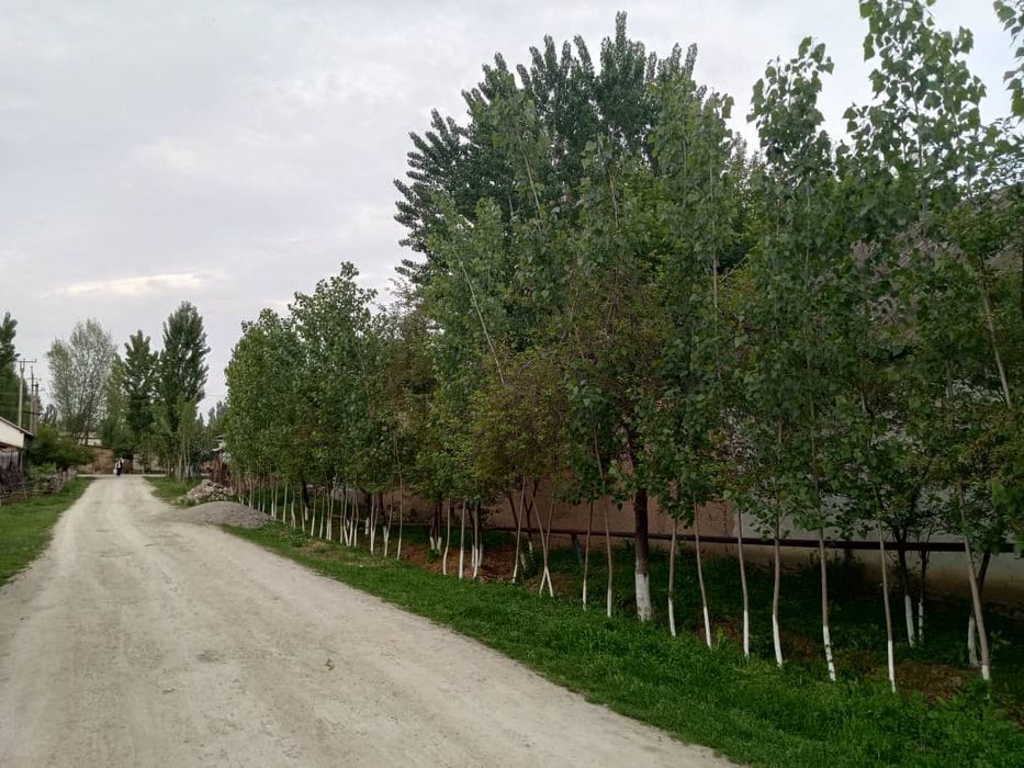 Уй Сотилади 7 Хона ошхона бания 200 та тераги дарахтлари куп