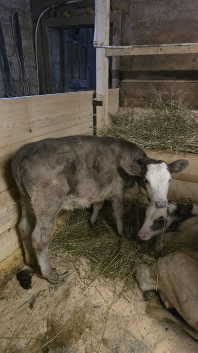 Vitica înțărcată