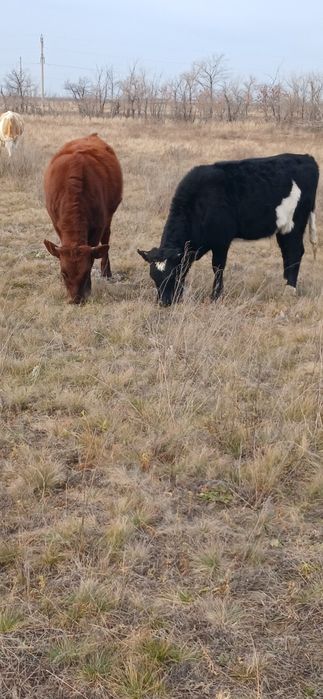 Продам  двух  тёлочек  по девят  месяцев