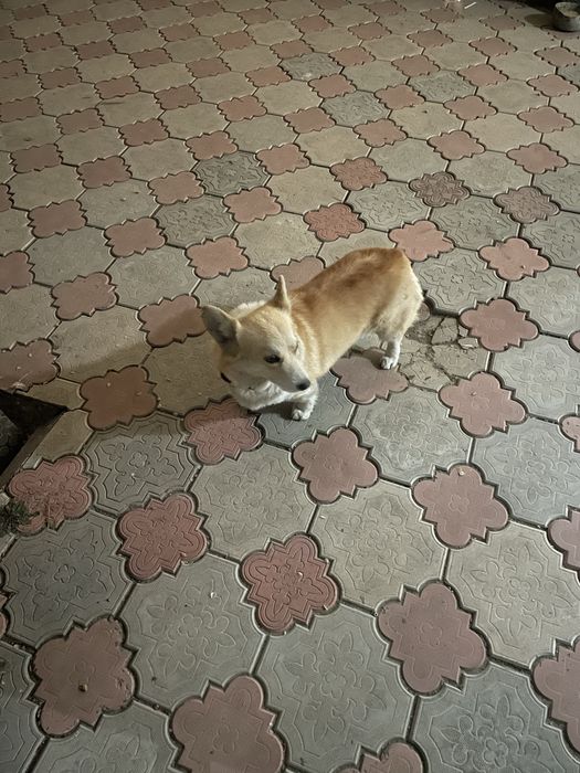 Корги нашлась, район Таугуль3