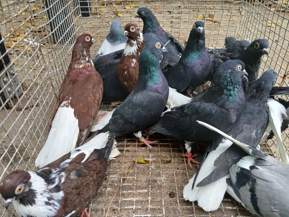 Codalb românesc de mare inalțime