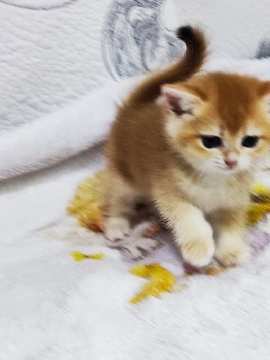 Scottish straight și scottish fold  gold.