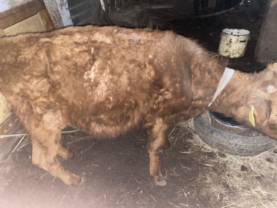 Баспақ актобе бағатын