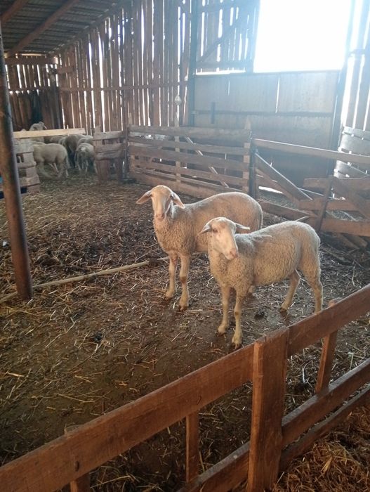 Vind  Berbec lacaune