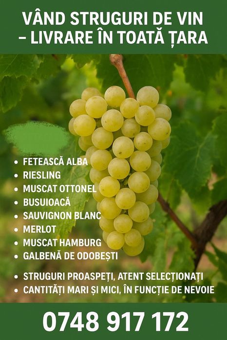 Struguri de vin – Direct din vie, pentru un vin autentic