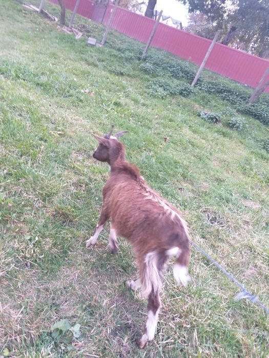 Vând capra alpina franceza