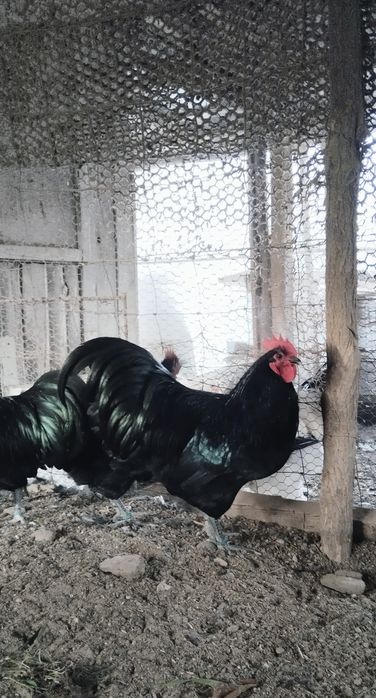 Cocosi Australorp, Brahma, Cochinchina