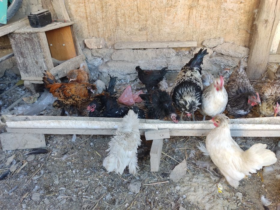 Тауықтар бар Қазақы Повловски пародалар жас тауықтар