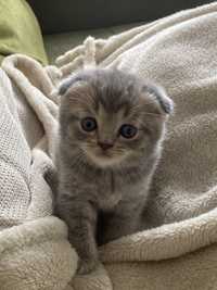 Pui British shorthair / scottish fold