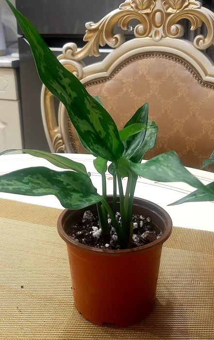 Аглаонема  Мария.