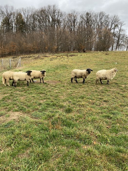 Vand 7 oi si un berbec