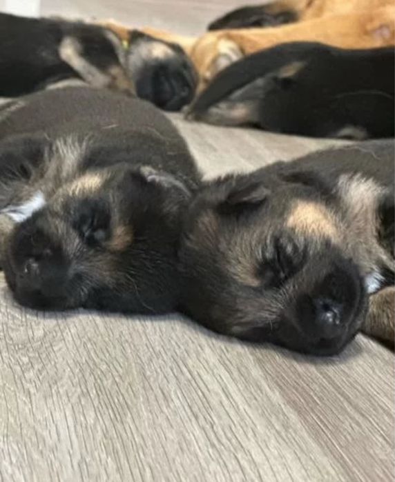 Щенки немецкой овчарки чистокровные