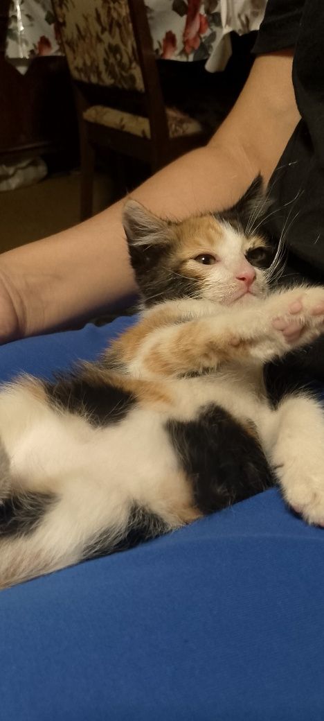 Котенок  девочка