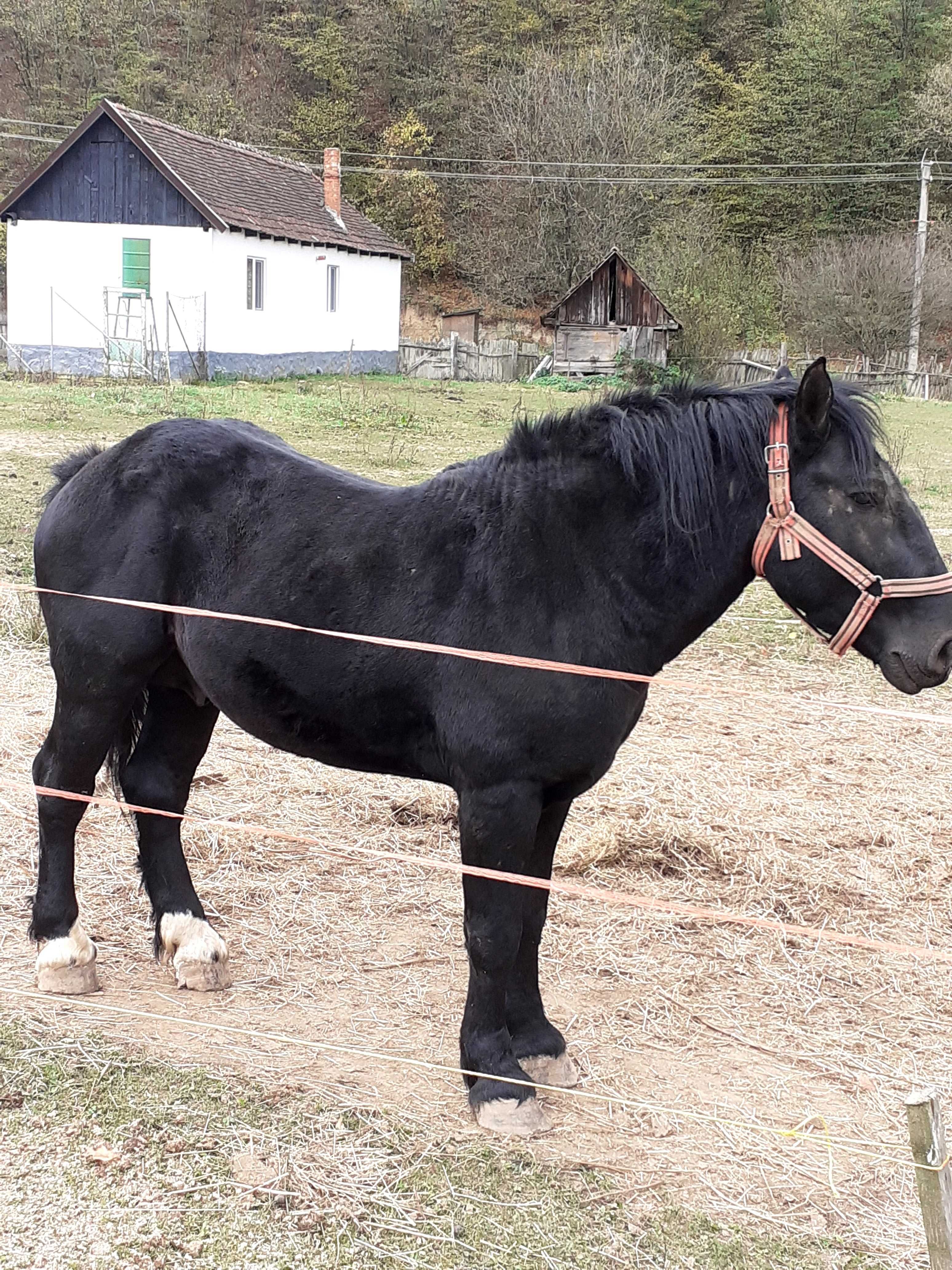 Vand armasar an vastra de 3 ani