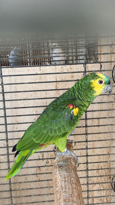 Синьочела Амазона