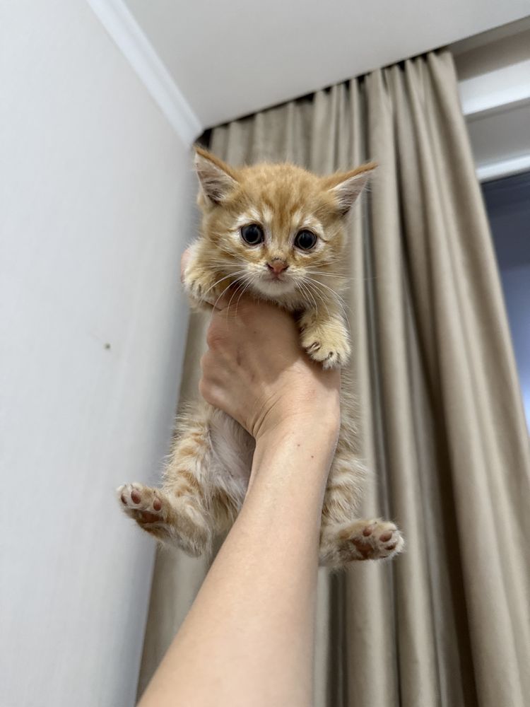 Отдам котят в любящую семью