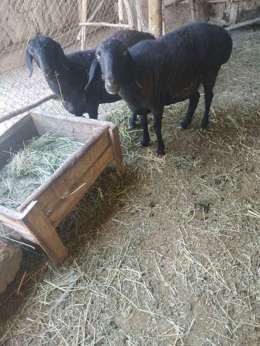 Hisori  qoʻylar sotiladi