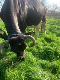 Vacă bălțata românească cu vițel/vacă hostain cu vitel.prețul diferă