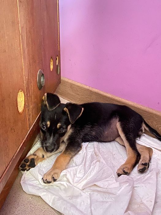 Щенок в добрые руки