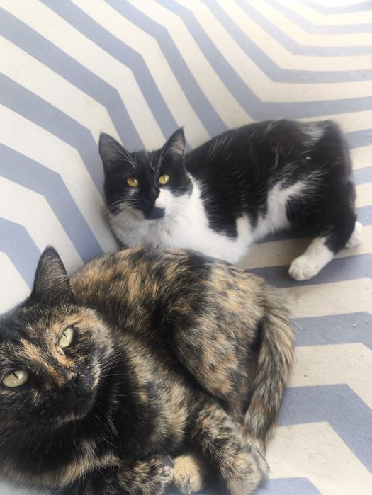 Отдам  в хорошие руки молодую кошку - крысоловку!